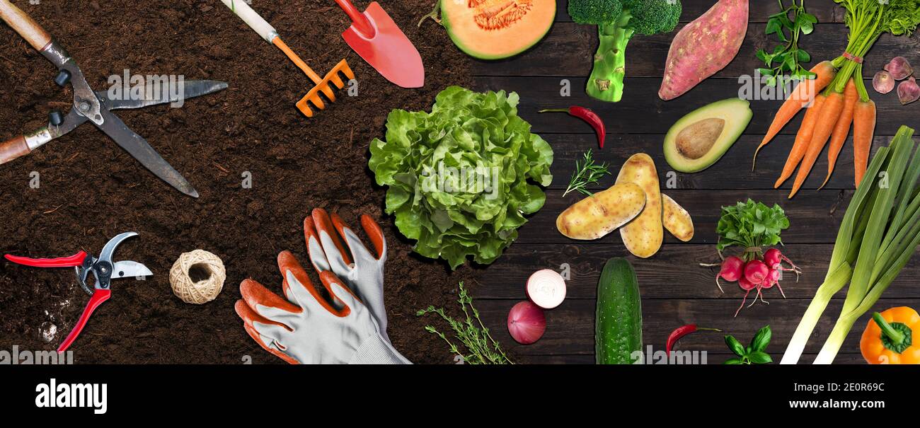 Jardin d'agriculture biologique, avec outils de jardinage de légumes sur sol brun Banque D'Images