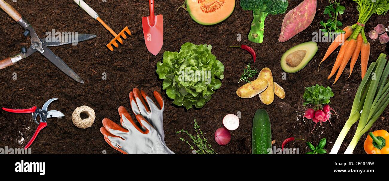 Jardin d'agriculture biologique, avec outils de jardinage de légumes sur sol brun Banque D'Images