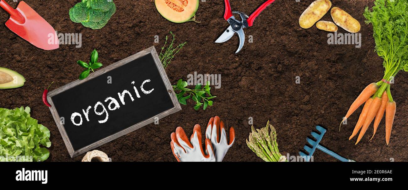 Jardin d'agriculture biologique, avec outils de jardinage de légumes et titre Bio sur tableau noir Banque D'Images