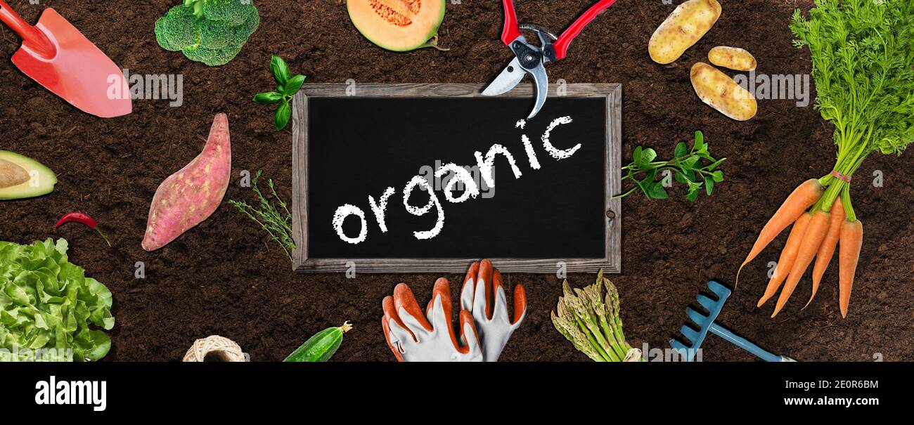 Jardin d'agriculture biologique, avec outils de jardinage de légumes et titre Bio sur tableau noir Banque D'Images