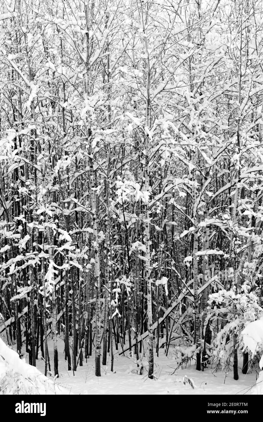 Gros plan d'une forêt enneigée dans le centre du Wisconsin après une tempête de neige hivernale, B&W vertical Banque D'Images