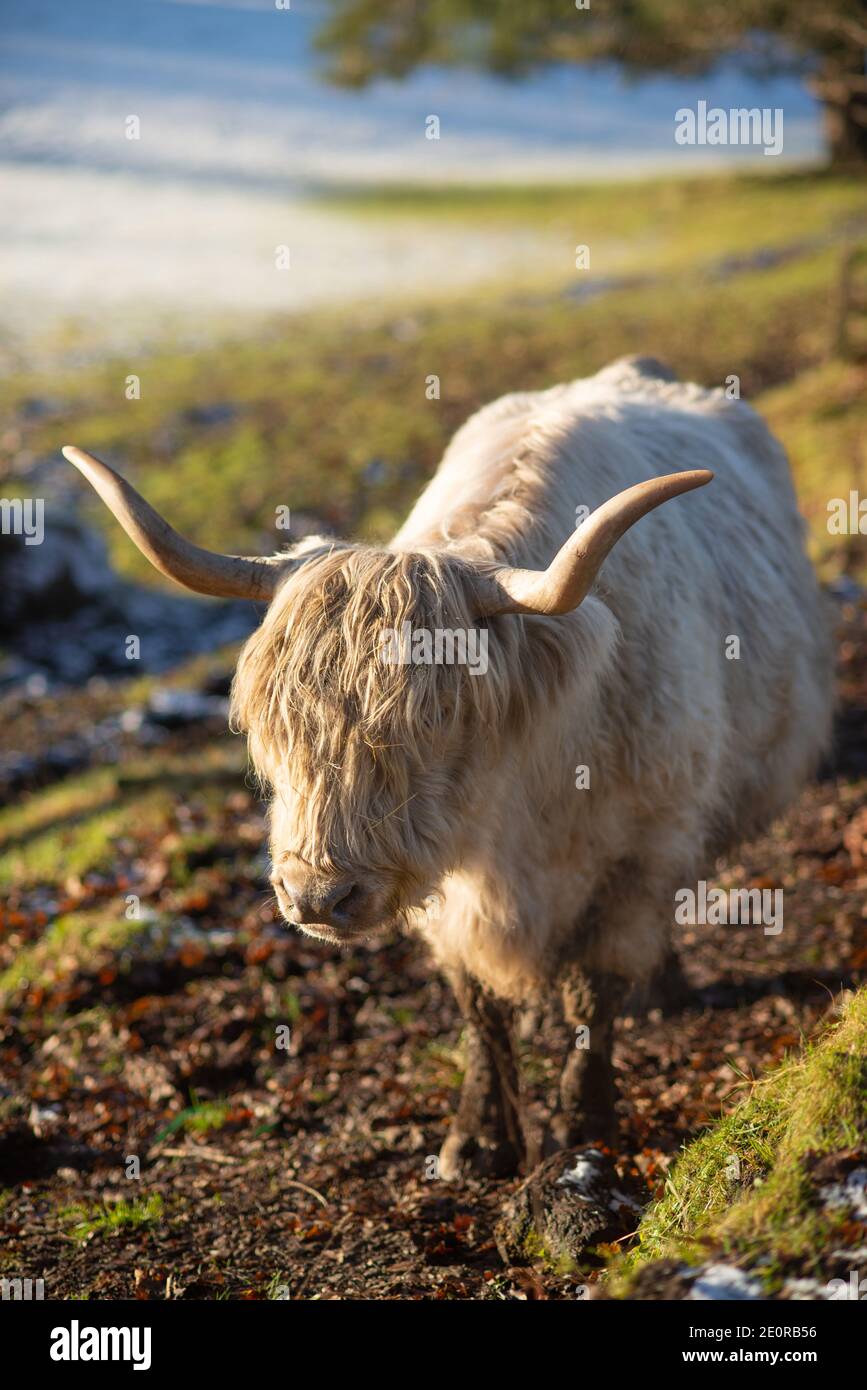 La vache blonde des Highlands dans un champ de neige dans le pays de Pollok Parc à Glasgow, Écosse Banque D'Images