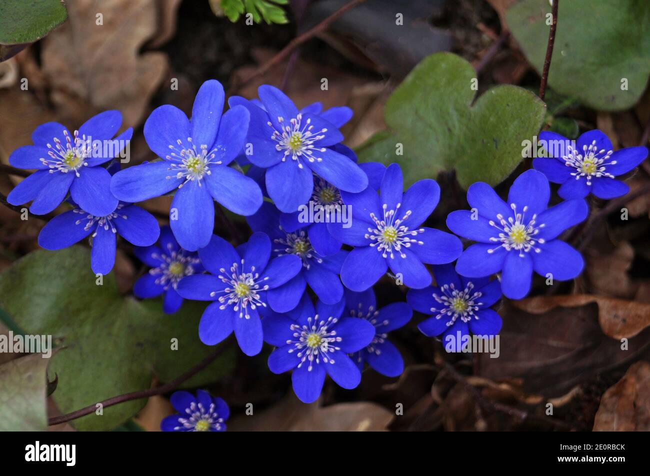 Fleurs d'anémone avec des pétales bleus délicats sur un buisson avec  feuilles vertes dans un pré le jour du printemps Photo Stock - Alamy