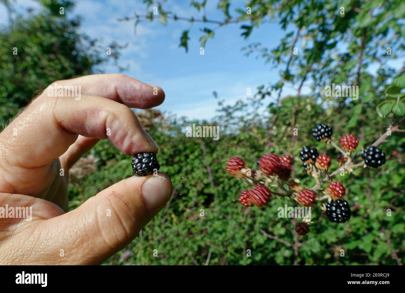 Mûre (Rubus fruticosus) fruits mûrs cueillis dans un Bush à hedgerow, Wiltshire, Royaume-Uni, septembre. Modèle libéré. Banque D'Images