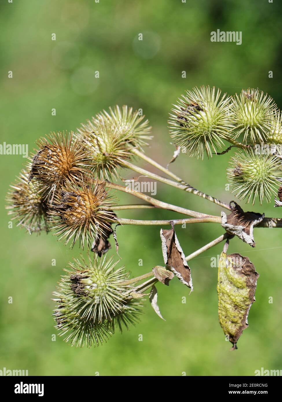 Tête de semis du grand terrier (Arctium lappa) avec des bavures épineuses qui mûrissement lors d'une promenade dans les bois, Catcott Bills NNR, Somerset, Royaume-Uni, septembre. Banque D'Images