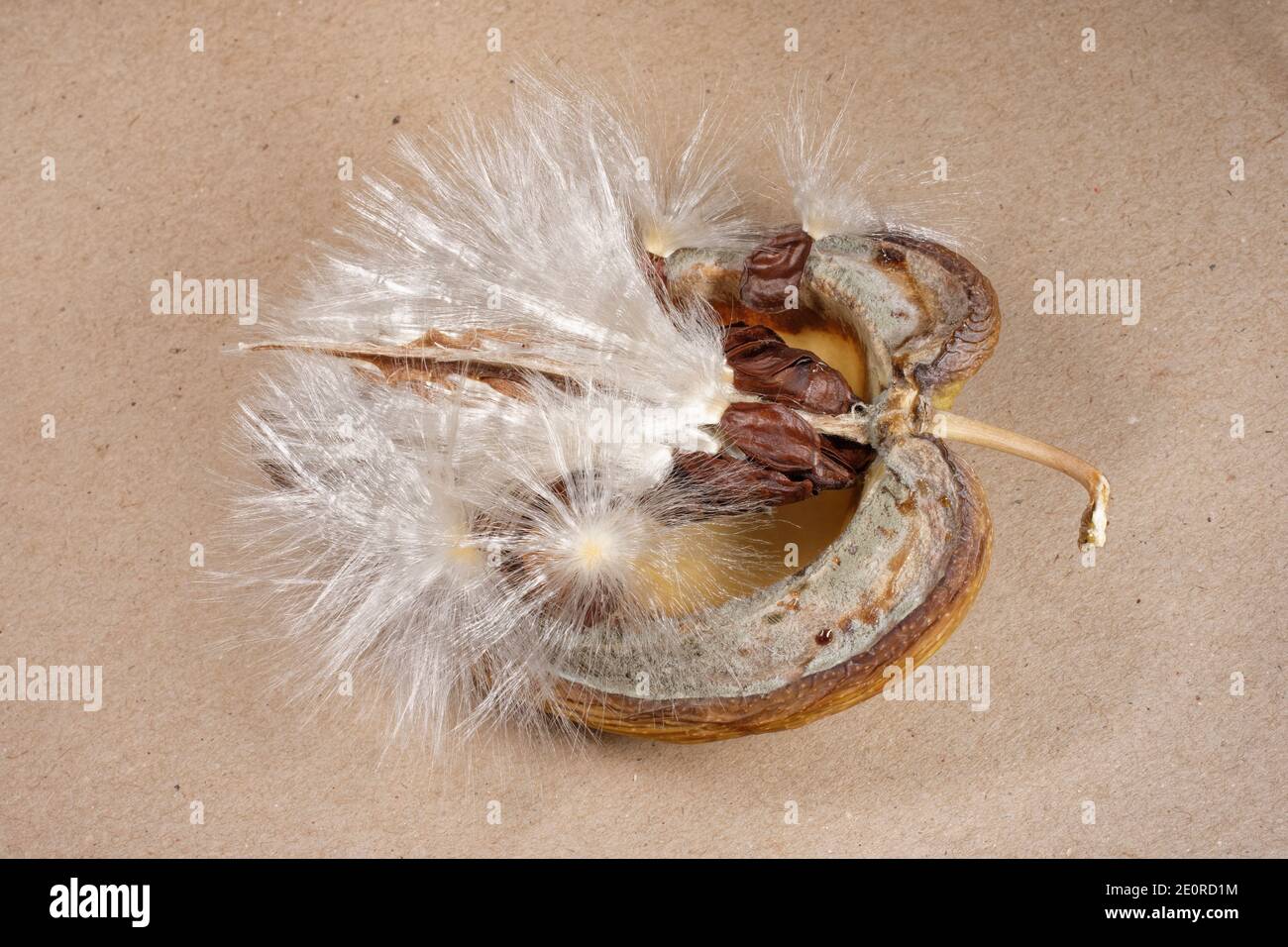 Madagascar jasmin (Stephanotis floribunda), gousse de graines à plumes éclatées, Wiltshire, Royaume-Uni, août. Banque D'Images