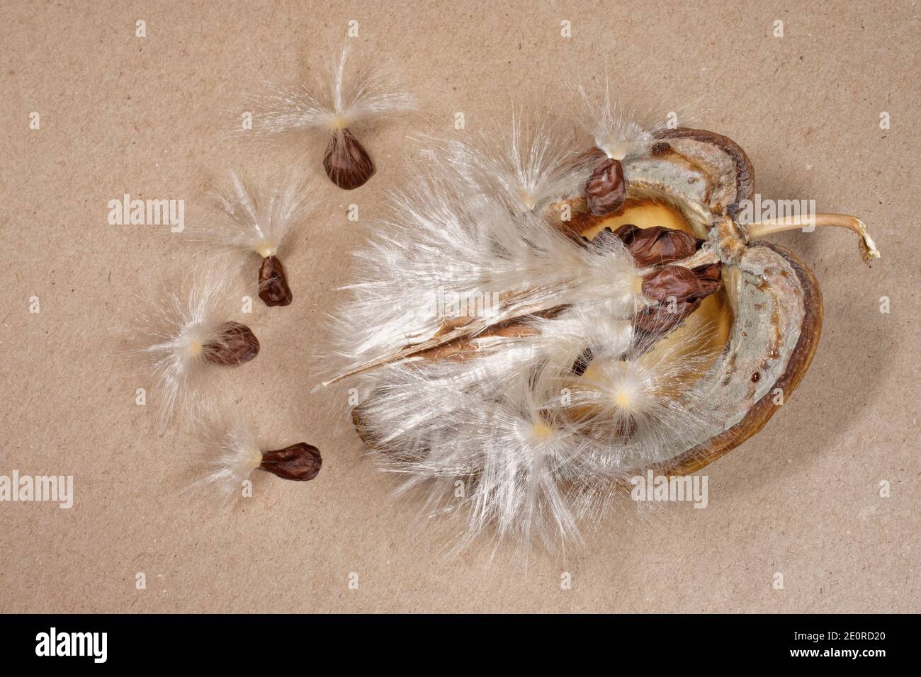 Madagascar jasmin (Stephanotis floribunda), gousse de graines à plumes éclatées, Wiltshire, Royaume-Uni, août. Banque D'Images