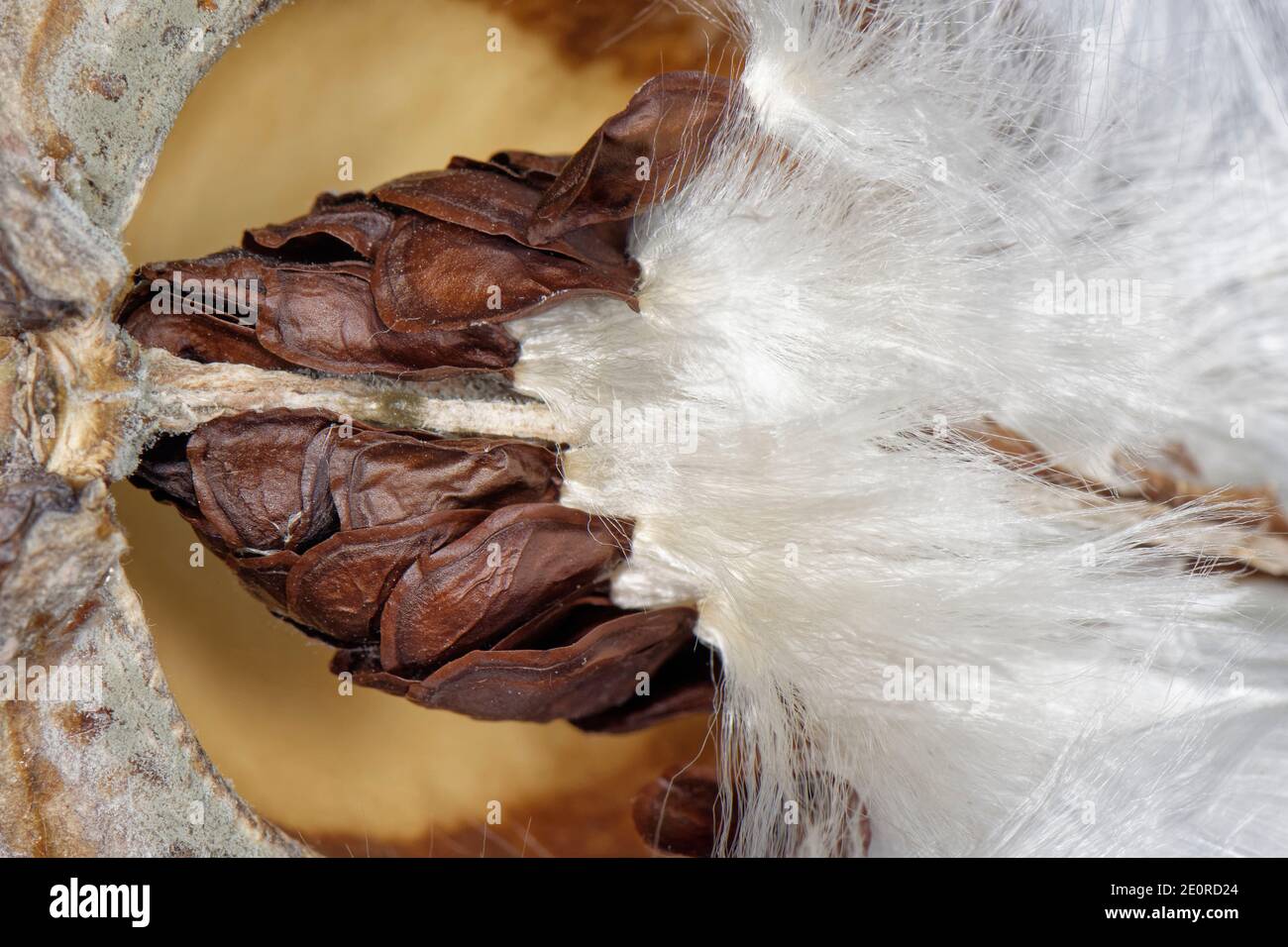 Madagascar jasmin (Stephanotis floribunda) graine avec des graines de plumes commençant à éclater, Wiltshire, Royaume-Uni, août. Banque D'Images
