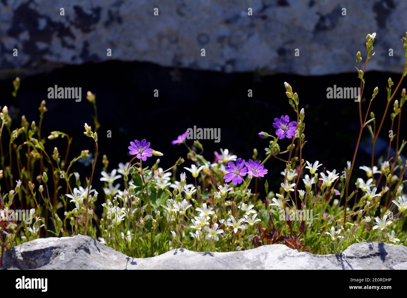 Fleurs sauvages : géranium sylvaticum et Saxifraga trifurcata sur quelques rochers de montagne Banque D'Images