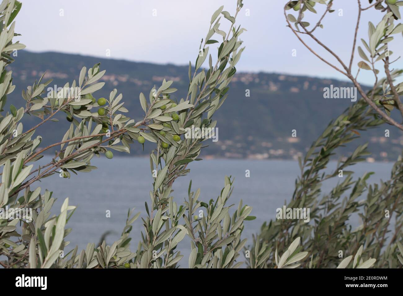 Branche d'olivier sur le lac de Garde dans le nord de l'Italie Banque D'Images