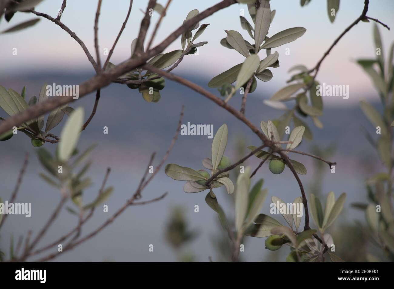 Branche d'olivier sur le lac de Garde dans le nord de l'Italie Banque D'Images