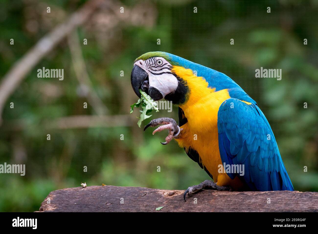 Bleu et jaune (Ara ararauna) Macaw est en train de manger une feuille Banque D'Images