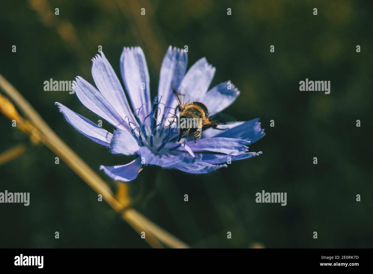 Fleur de lilas à chicorée commune avec une abeille collectant du pollen Banque D'Images
