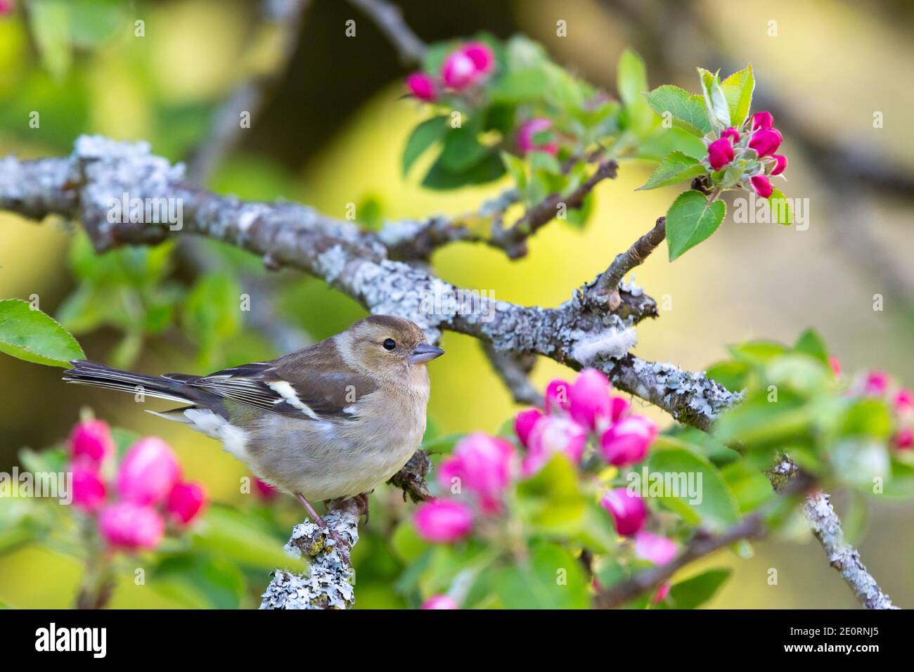 Chaffinch femelle [ fringilla coelebs ] dans l'arbre de pomme avec boutons de fleurs roses Banque D'Images