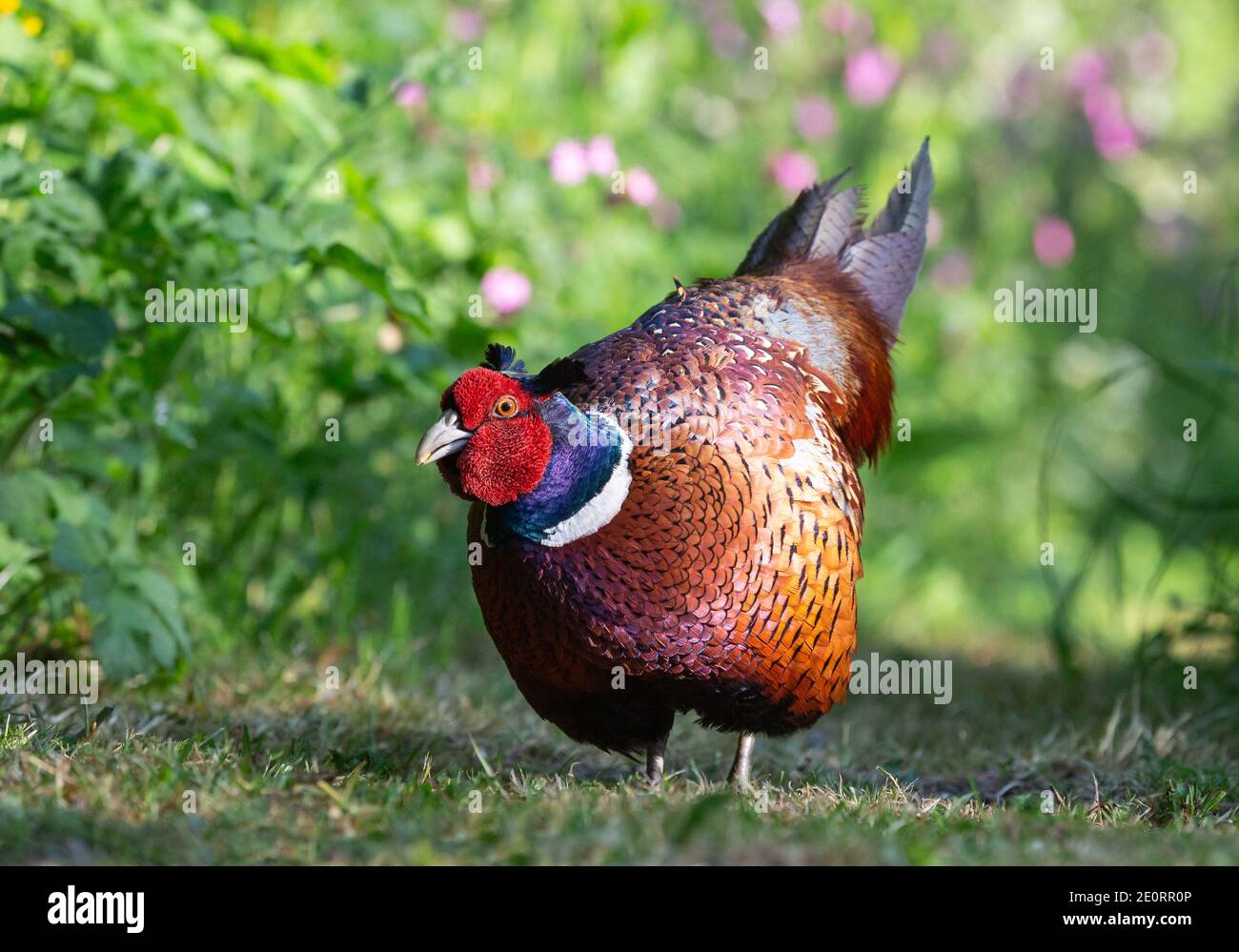 Mâle Pheasant [ Phasianus colchicus ] se nourrissant sur la pelouse du jardin Banque D'Images