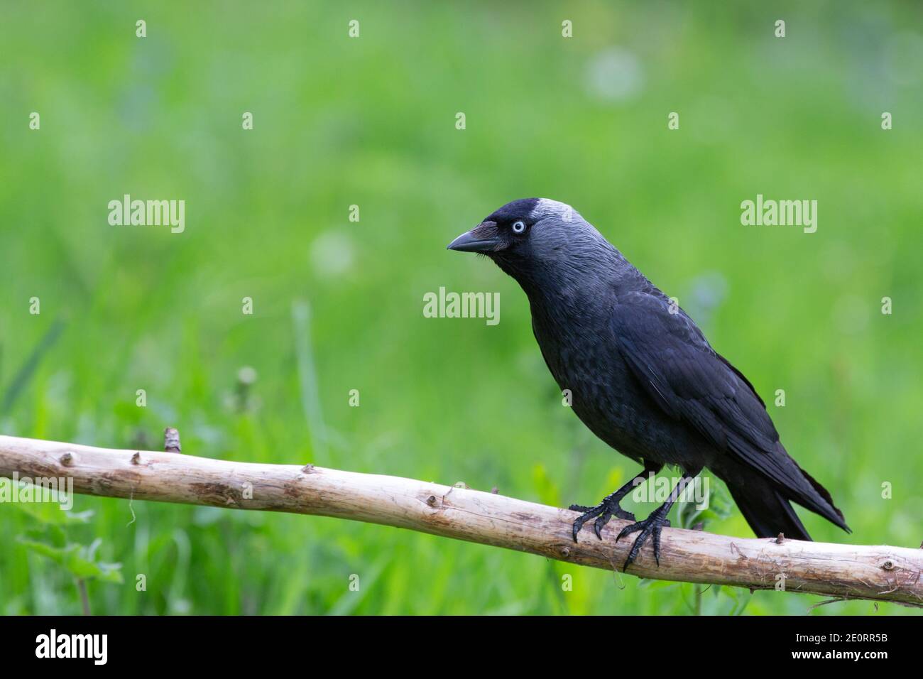 Jackdaw [ Corvus monedula ] sur branche dépouillée avec dehors de l'herbe focale en arrière-plan Banque D'Images