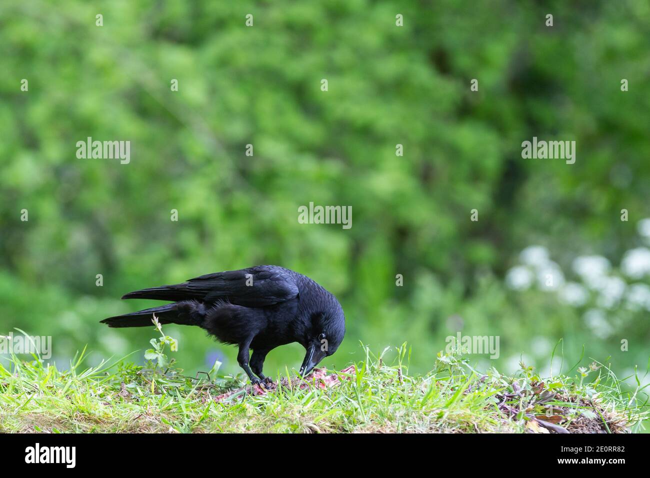 Corbeau-carrion [ Corvus corone ] se nourrissant sur carcasse avec arrière-plan non mis au point Banque D'Images