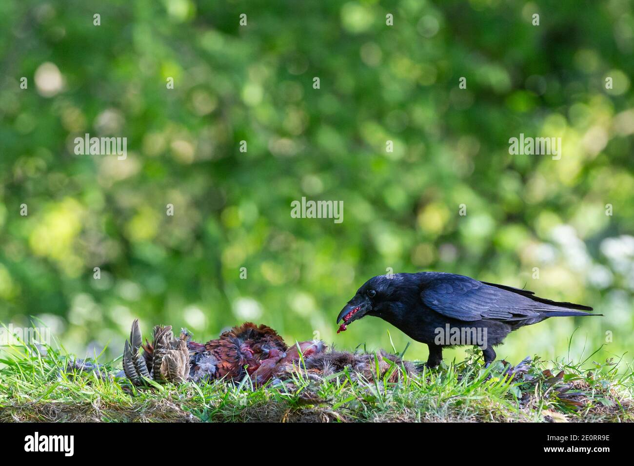 Corbeau de carrion [ Corvus corone ] se nourrissant de la carcasse du faisan avec un arrière-plan non mis au point Banque D'Images