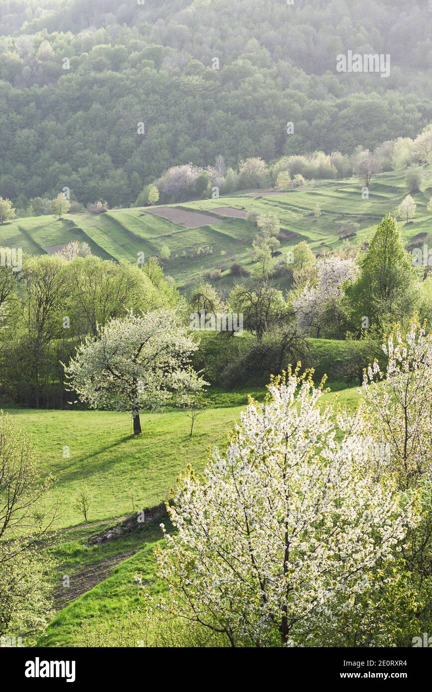 Fleurs de cerisiers au printemps sur les collines verdoyantes d'un village de montagne Banque D'Images
