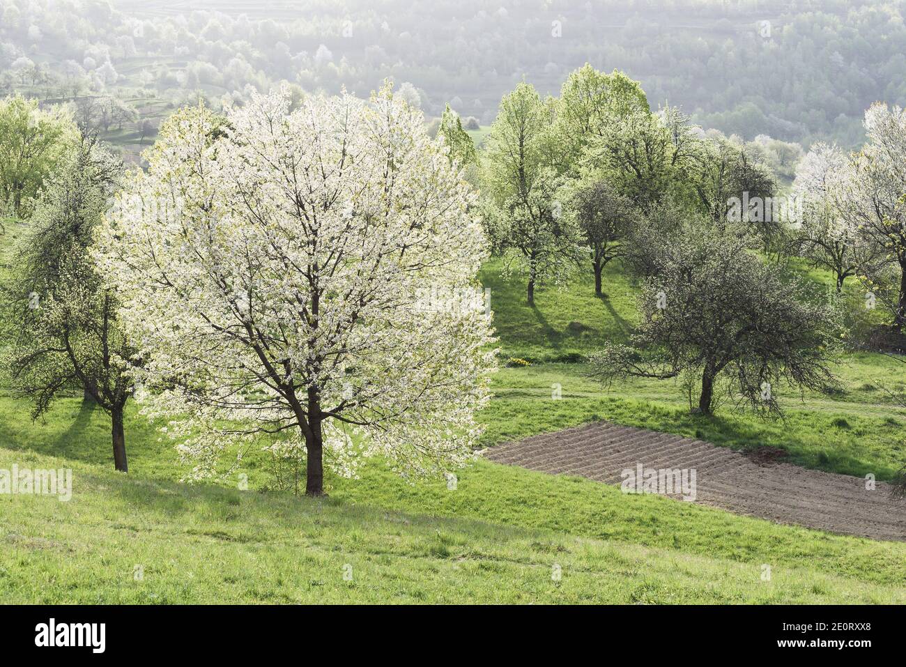 Vue sur la source avec cerisiers en fleurs blancs Banque D'Images