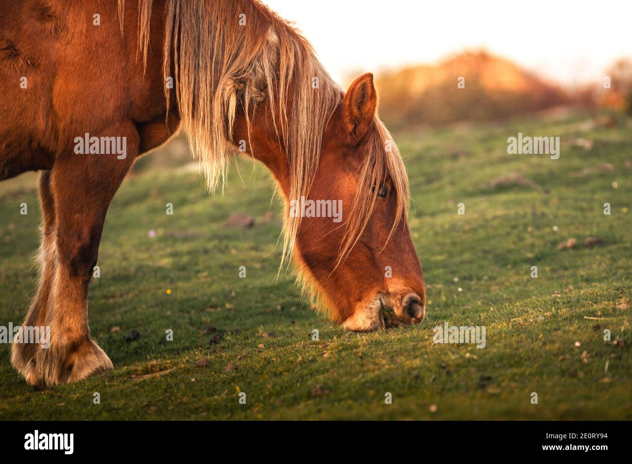 Cheval Mangeant De L'herbe Avec Poulain Banque d'image et photos - Alamy