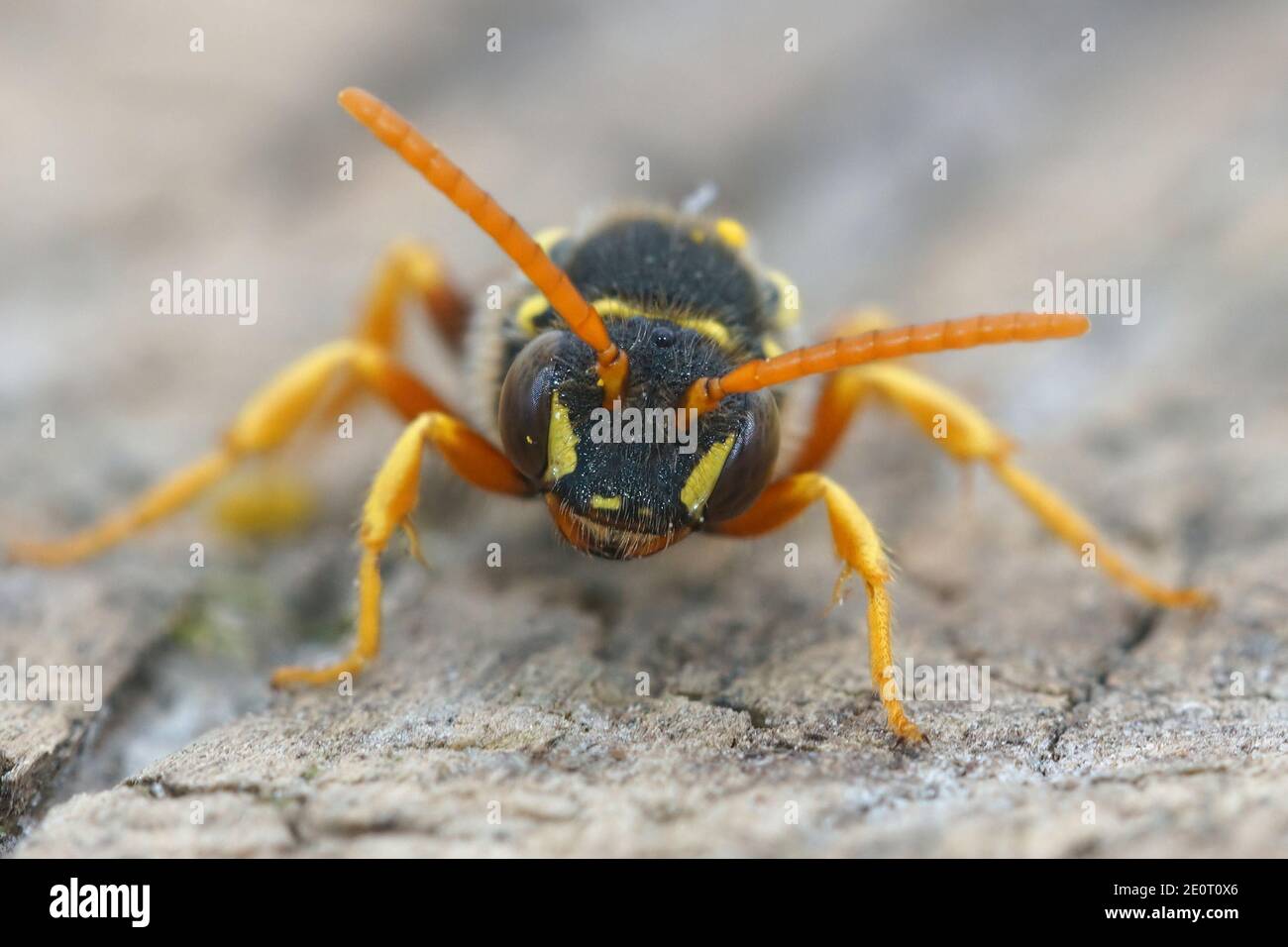 Vue rapprochée du visage de l'abeille nomade de Gooden quelque peu menaçante ( Nomada goodeniana) qui ressemblent à des guêpes mais qui sont un cloptoparasite sur divers plus grands m Banque D'Images