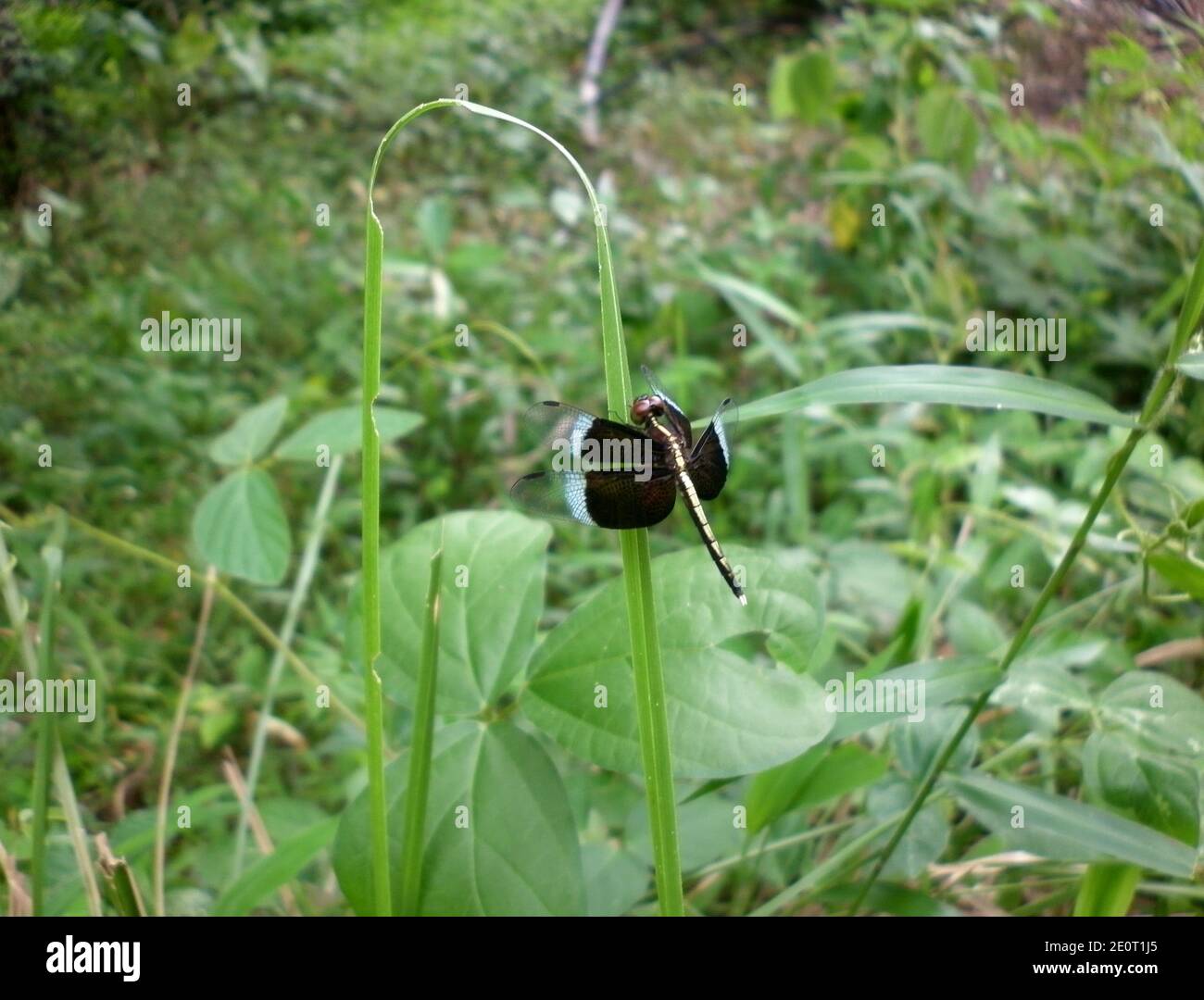 Une libellule noire sur la feuille d'herbe Banque D'Images