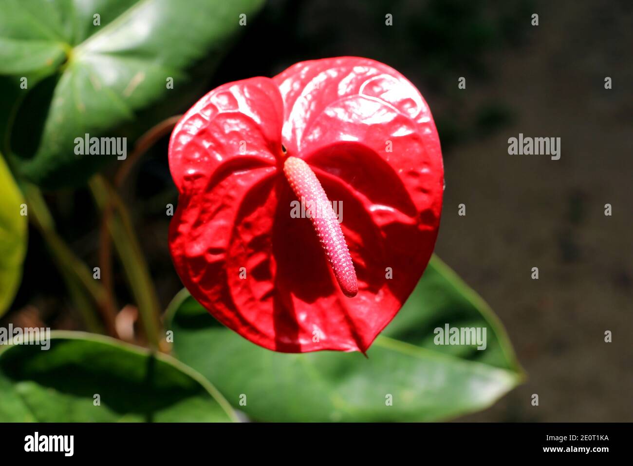 Foyer sélectif sur le spadix de la fleur d'Anthurium rouge foncé Banque D'Images
