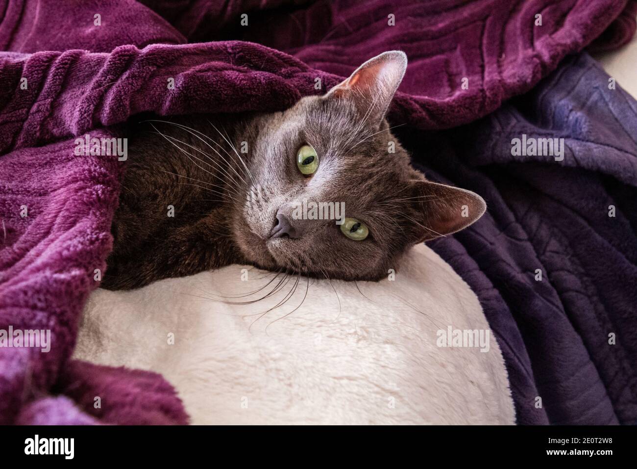 Chat Squames Banque D Image Et Photos Alamy Chat Squames Banque D Image Et Photos Alamy