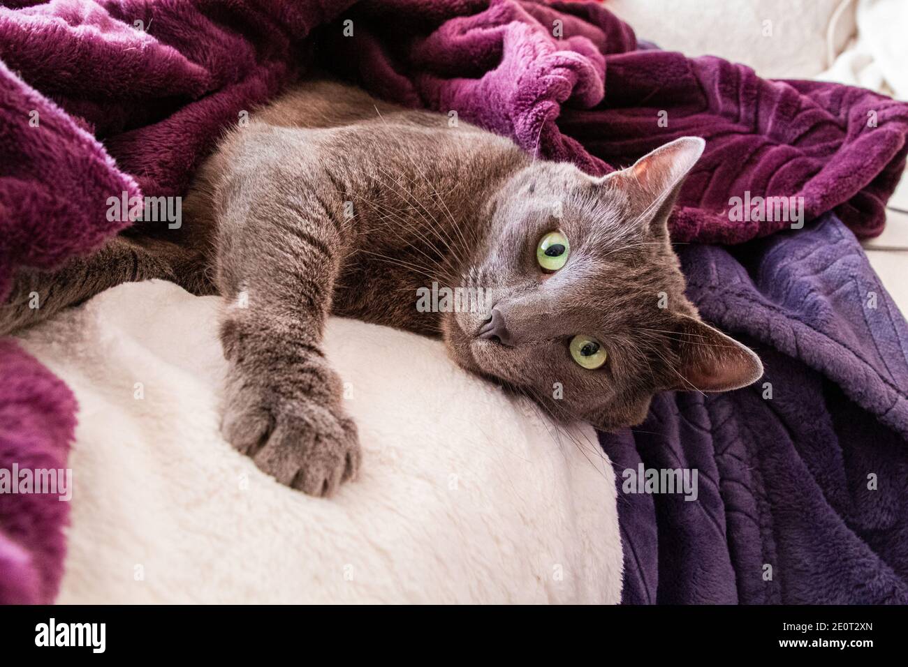 Chat Squames Banque D Image Et Photos Alamy Chat Squames Banque D Image Et Photos Alamy