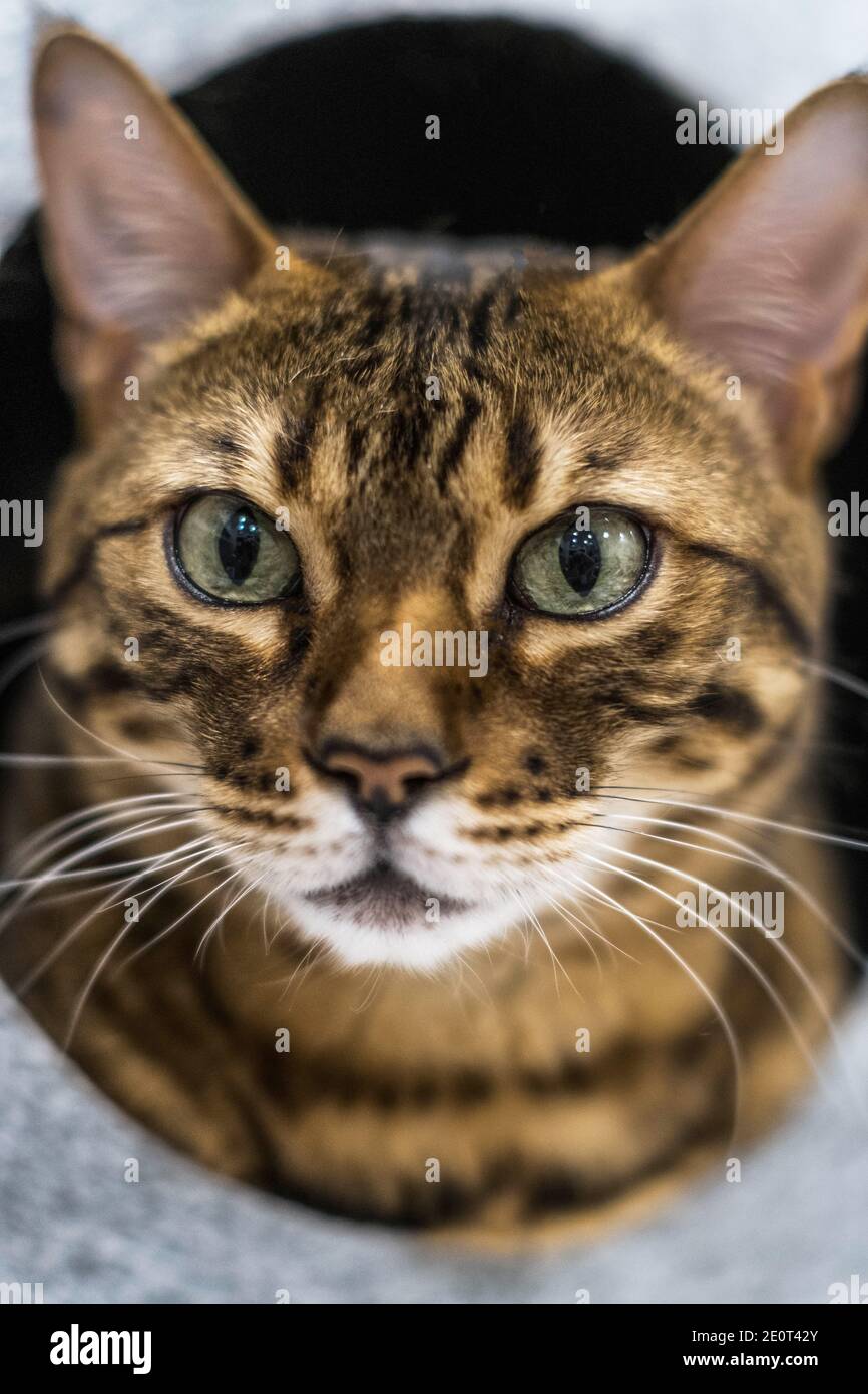 Un Grand Chat Domestique De La Savane Ou De La Race Bengale Dans Un Lit De Chat Photo Stock Alamy