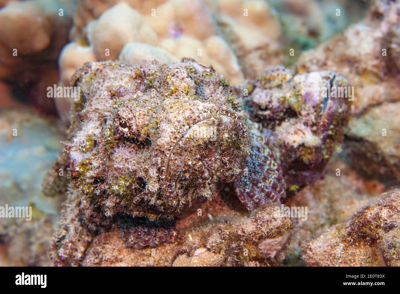 Le scorpionfish du diable, Scorpaenopsis diabolus, est un prédateur ambush qui repose sur un excellent camouflage. Cette paire se déplacerait autour du récif ensemble. Banque D'Images