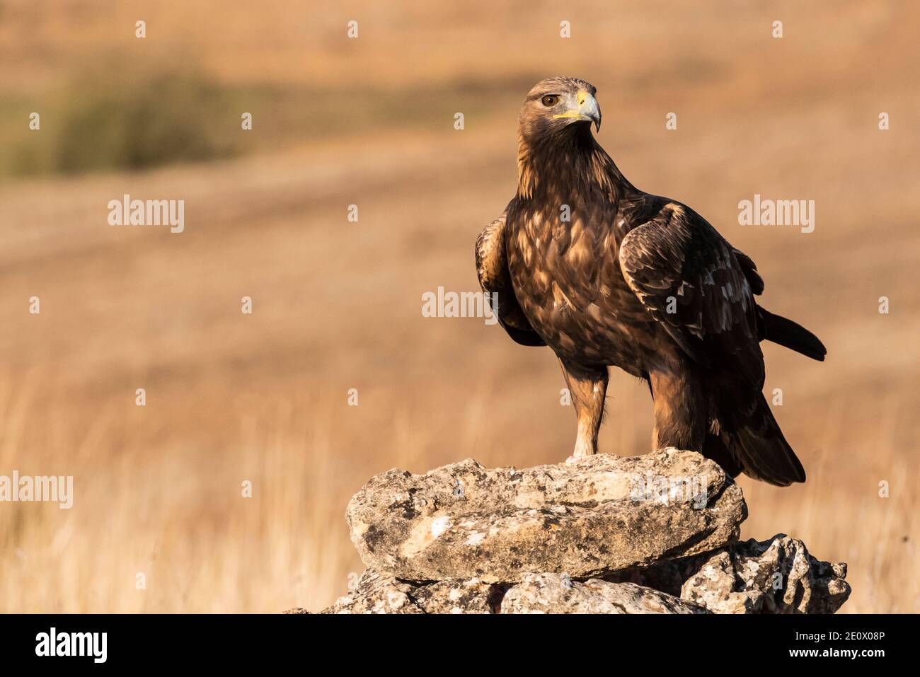 aigle doré volant aquila chrysaetos Banque D'Images