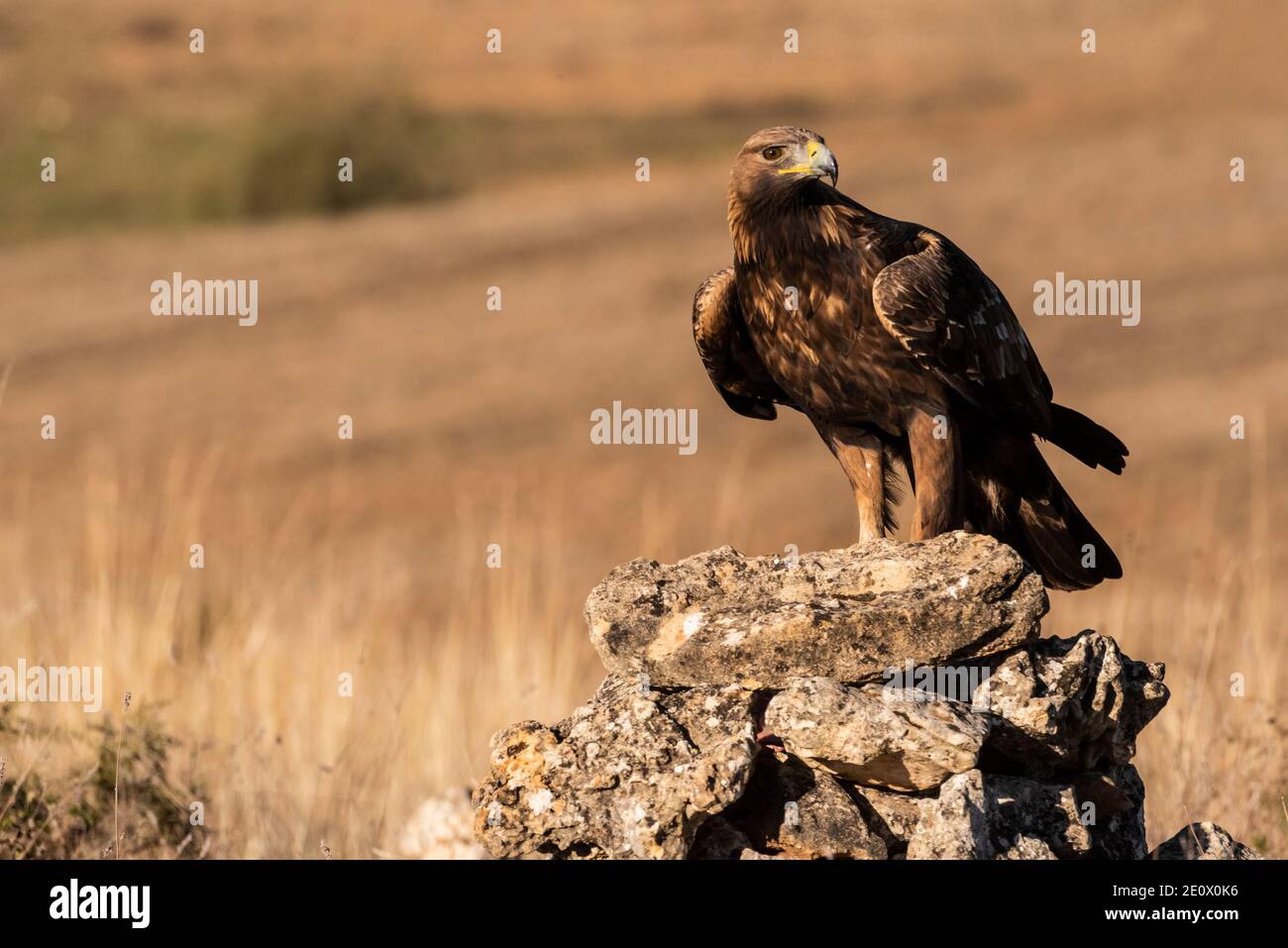 aigle doré volant aquila chrysaetos Banque D'Images