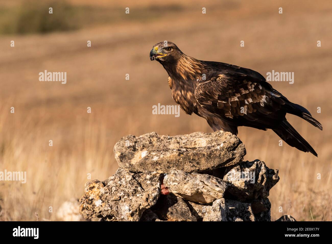 aigle doré volant aquila chrysaetos Banque D'Images