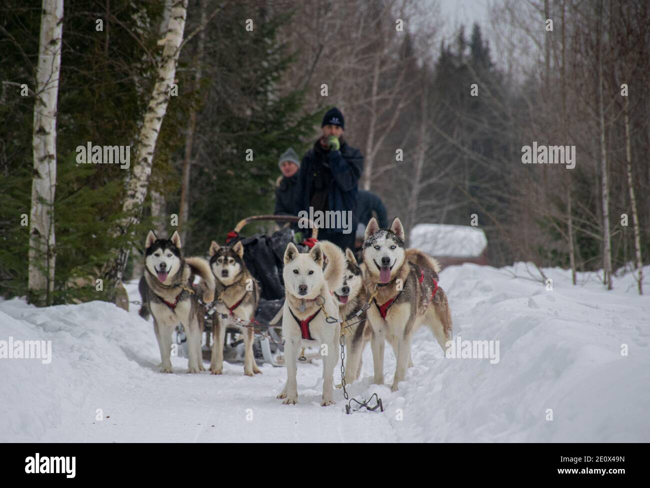 équipe de chiens de traîneau de bersiriens avec leur muscher Banque D'Images