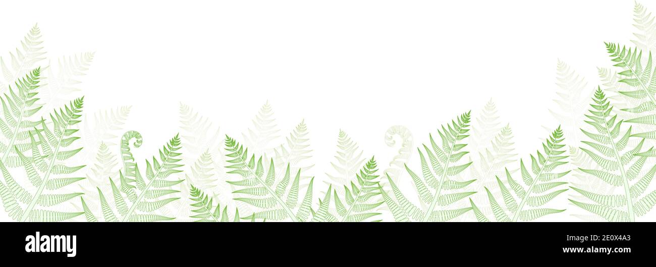 La plante de Fern ou de frein laisse le fond du cadre forestier. Illustration vectorielle dessin graphique bague vasculaire verte Illustration de Vecteur