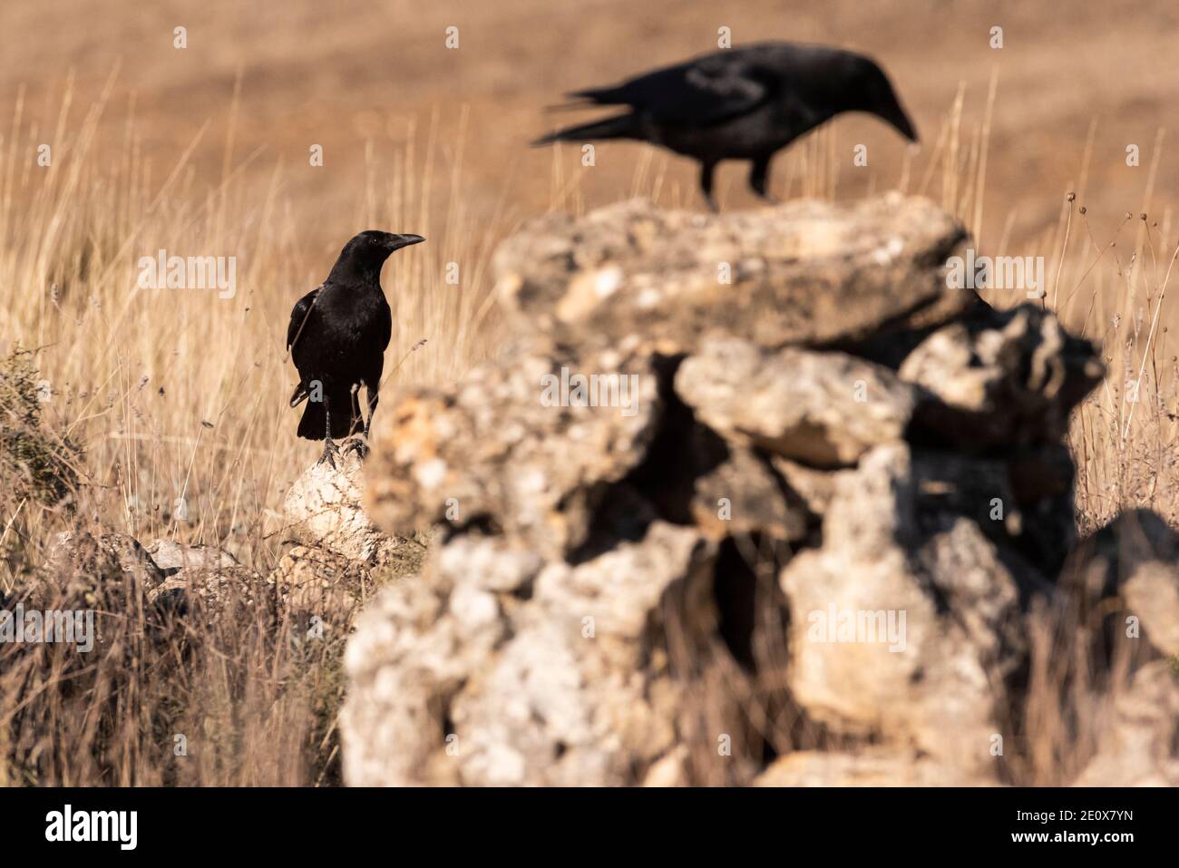 groupe de corbeau corvus corone Banque D'Images