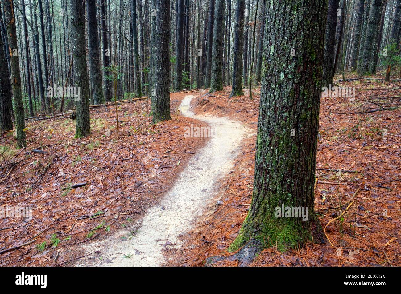 Sentier sinueux sur Ridgeline Trail dans la forêt récréative de DuPont - Cedar Mountain, près de Brevard, Caroline du Nord, États-Unis Banque D'Images