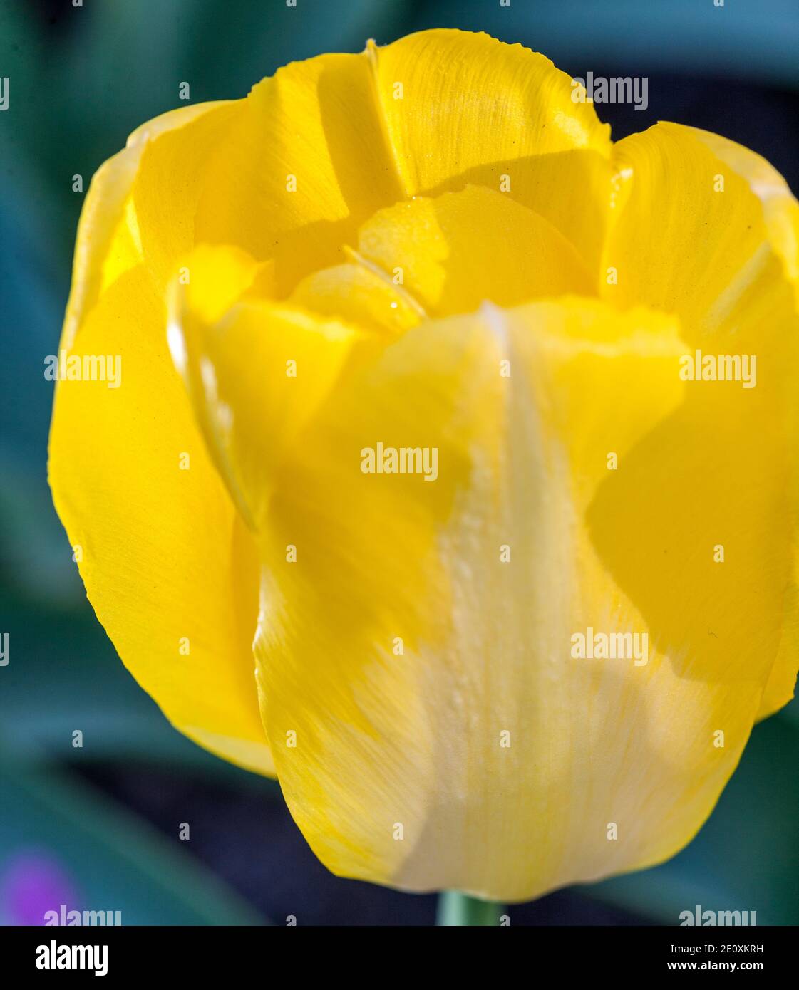 'Fats Domino' Triumph Tulip (Tulipa Gesneriana, Triumftulpan) Banque D'Images