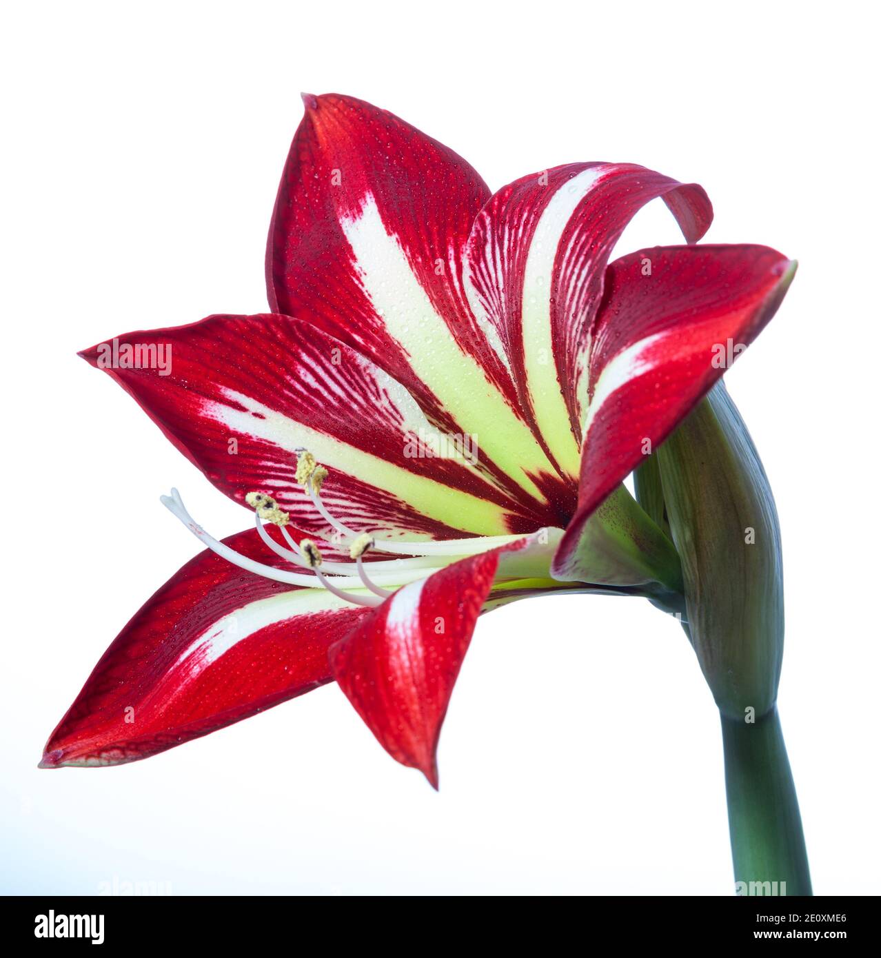 'Gilmar' Hippeastrum, Amaryllis (Hippeastrum x hortorum) Banque D'Images