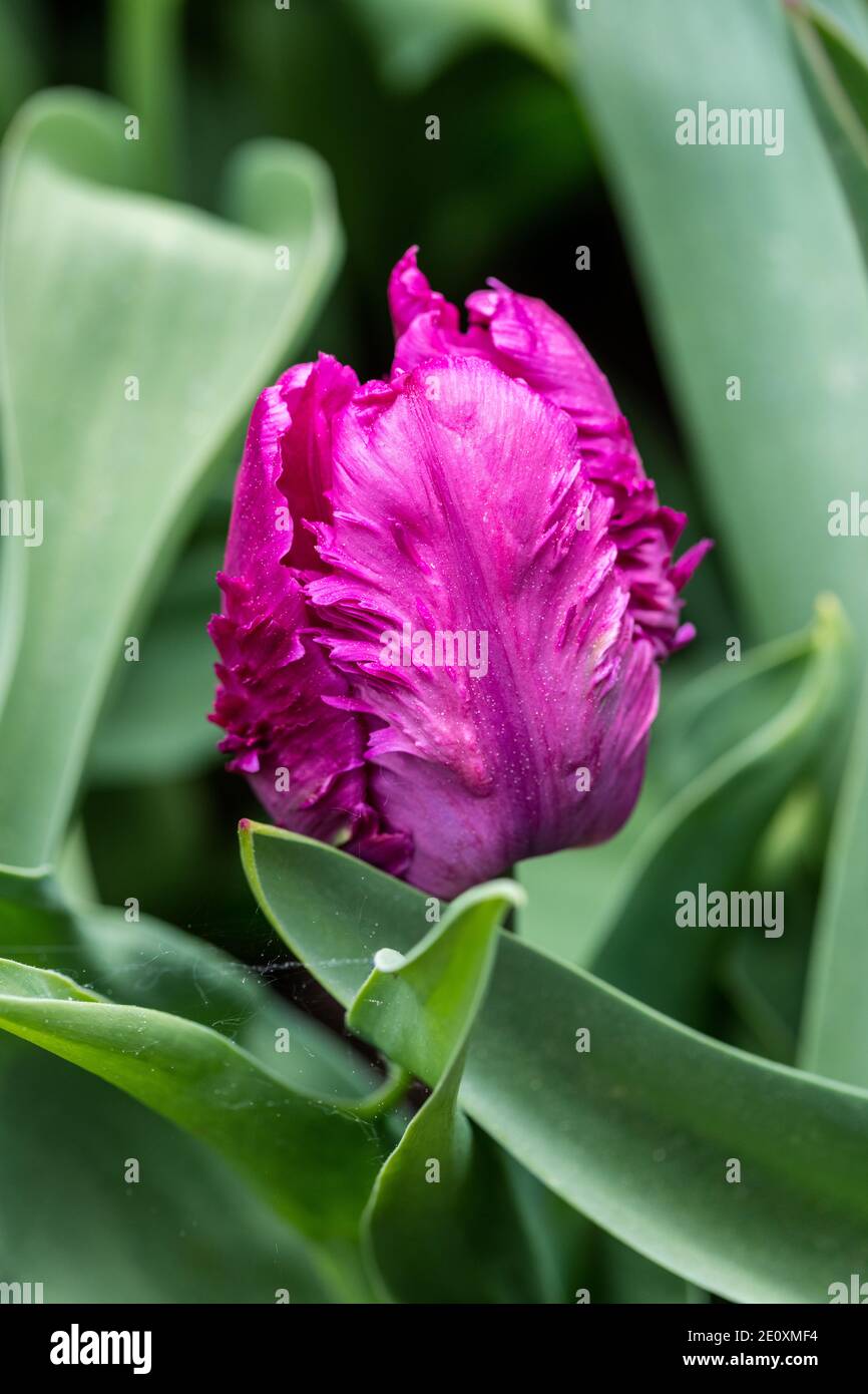 'Blue Parrot Parrot Tulip, Papegoya' tulpan (Tulipa Gesneriana) Banque D'Images