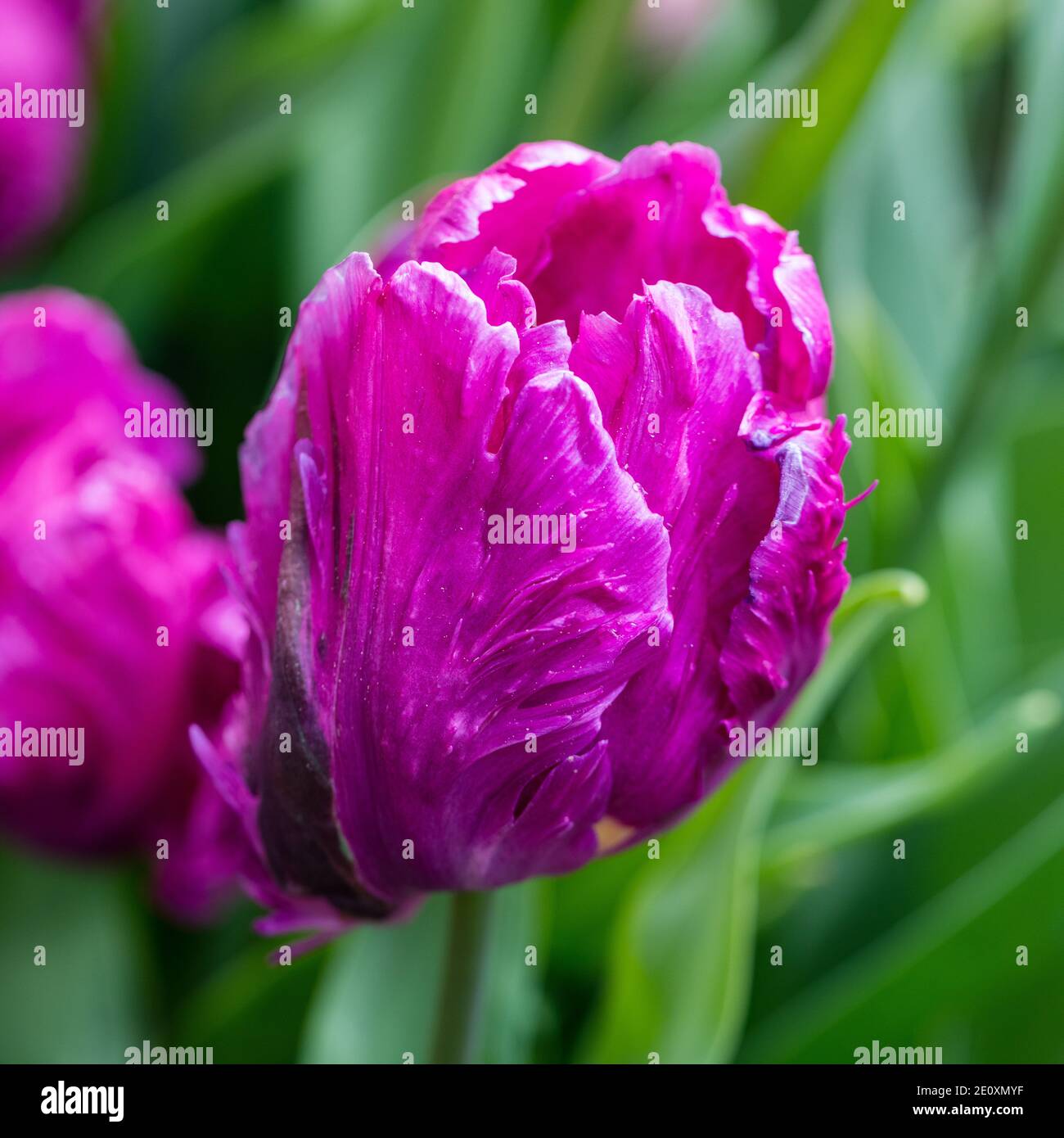 'Blue Parrot Parrot Tulip, Papegoya' tulpan (Tulipa Gesneriana) Banque D'Images