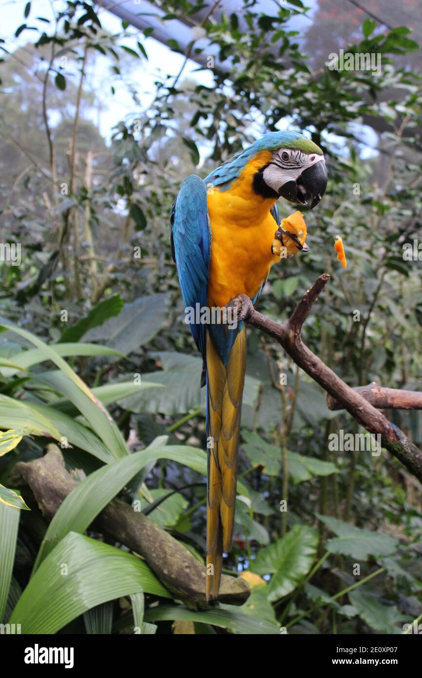 Macaw Blue-Gold assis sur une branche mangeant une orange Banque D'Images