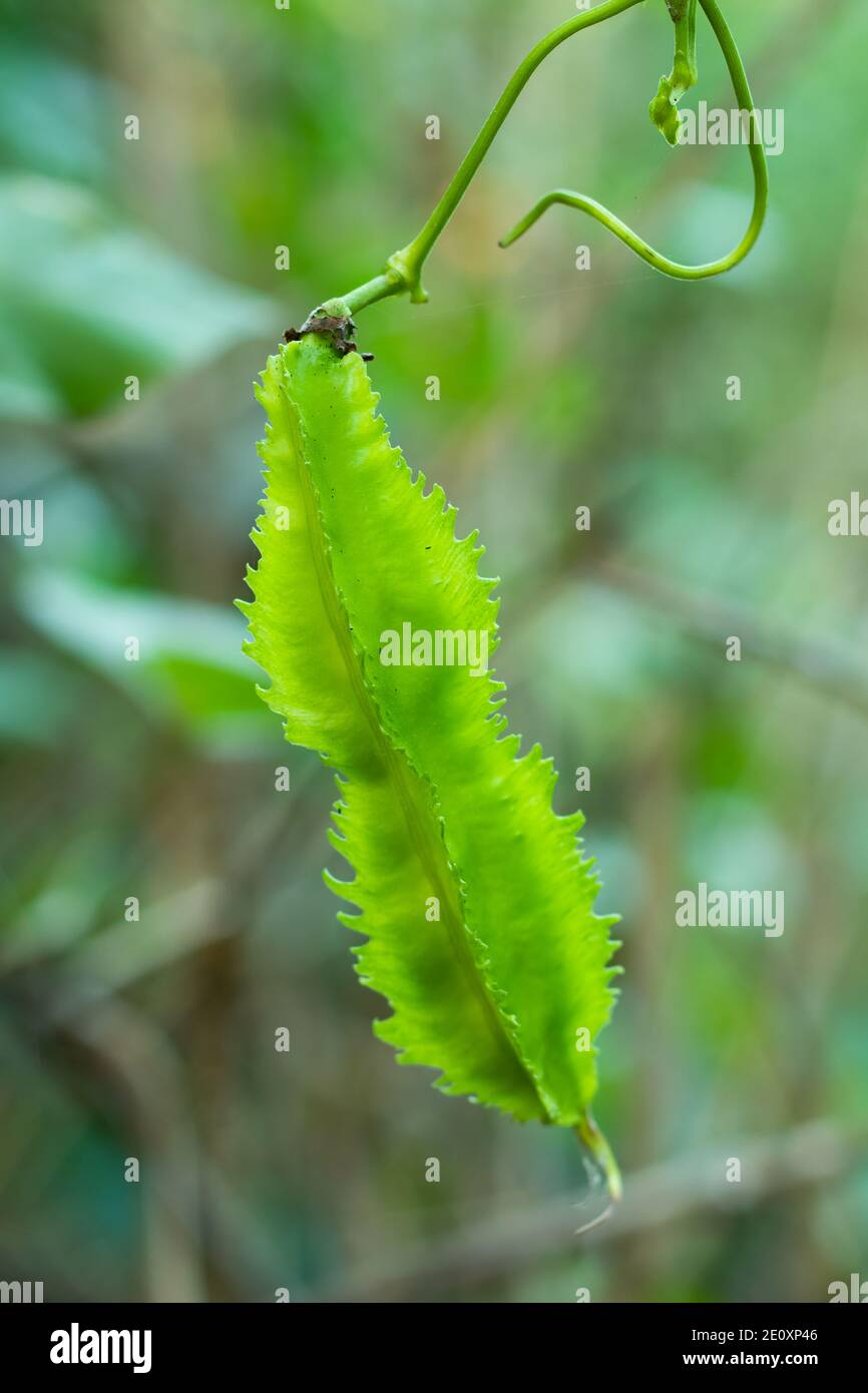 Le haricot de Goa et un légume vert de Leguminosae ou un haricot sauvage Banque D'Images