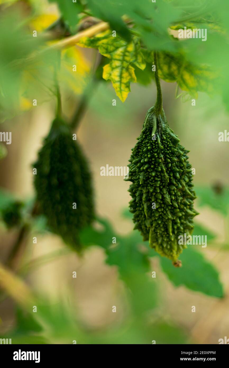 Poire à baumes ou poire alligator verte ou de la famille des Cucurbitaceae Banque D'Images