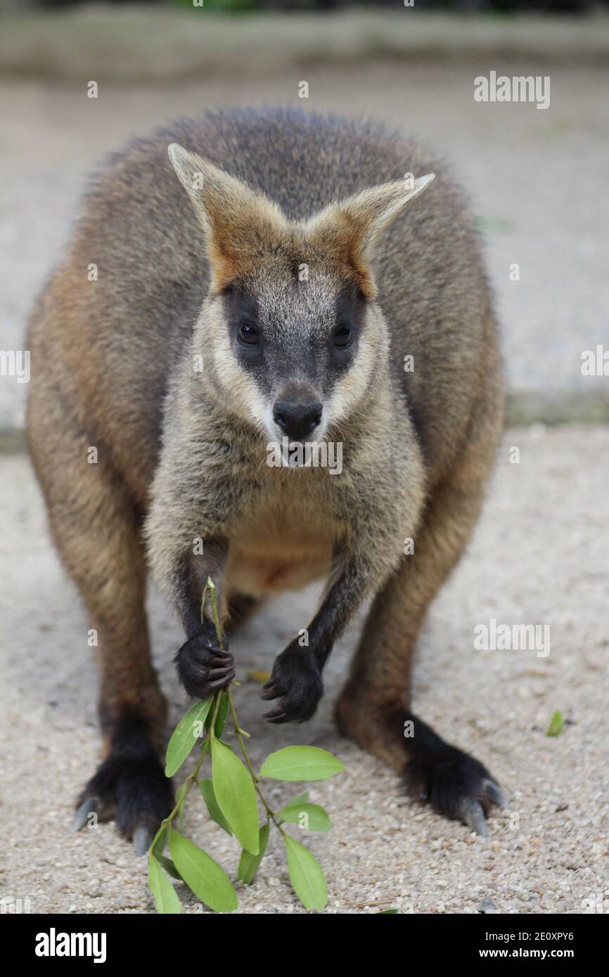 Marais Wallaby adulte à Kuranda Banque D'Images