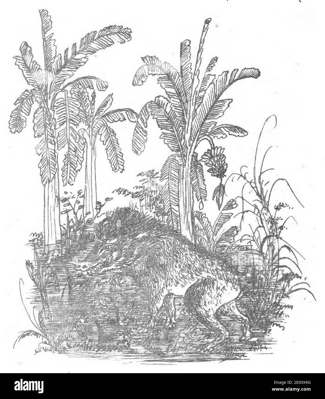 Lich Annam thuoc ve sau tinh Nam Ki image 10. Banque D'Images