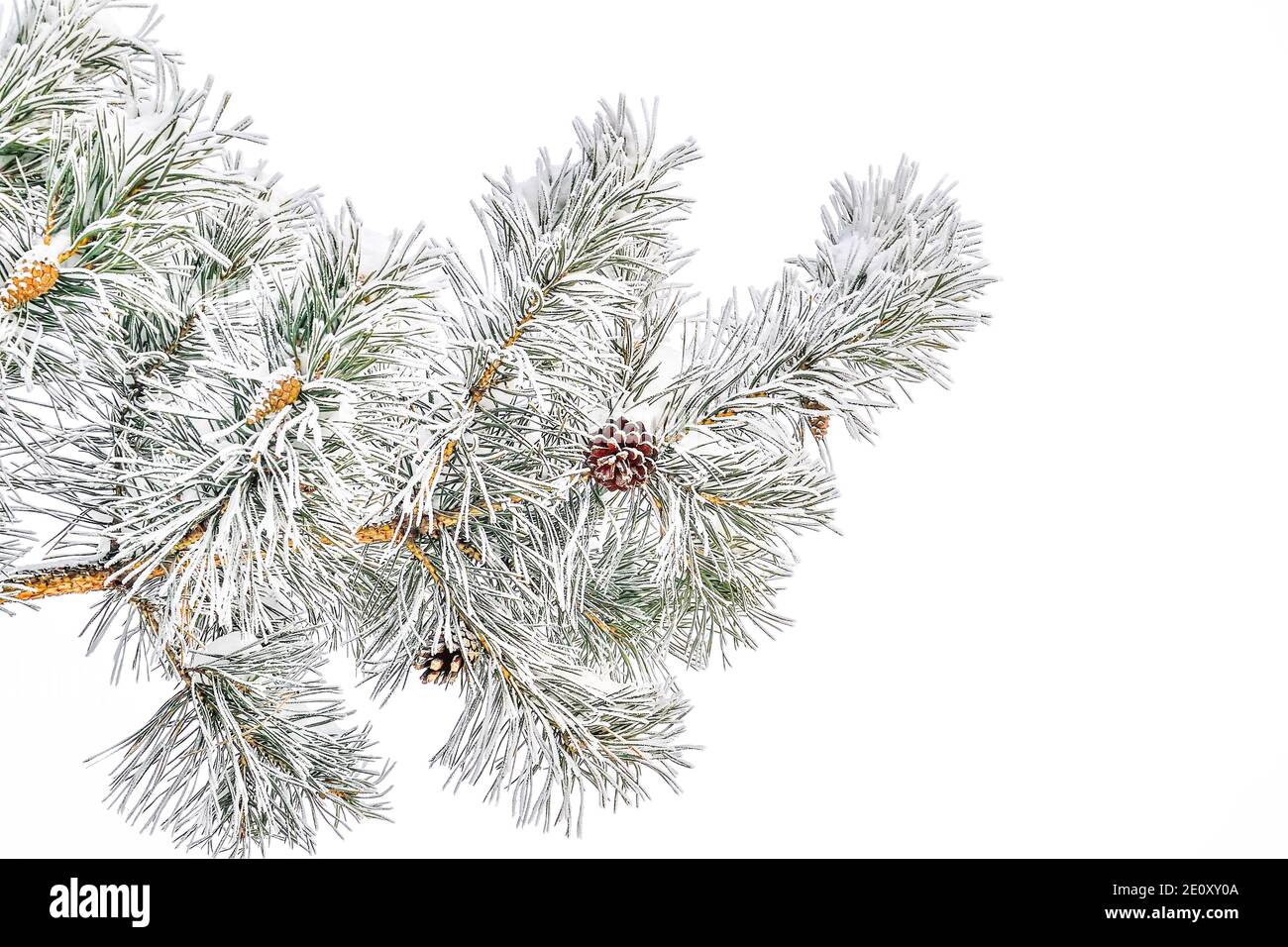 Branche de pin avec des cônes et un hoarfrust ou une rime et de la neige sur des aiguilles vertes, isolée sur fond blanc. Arrière-plan saisonnier d'hiver à la dure givrée W Banque D'Images