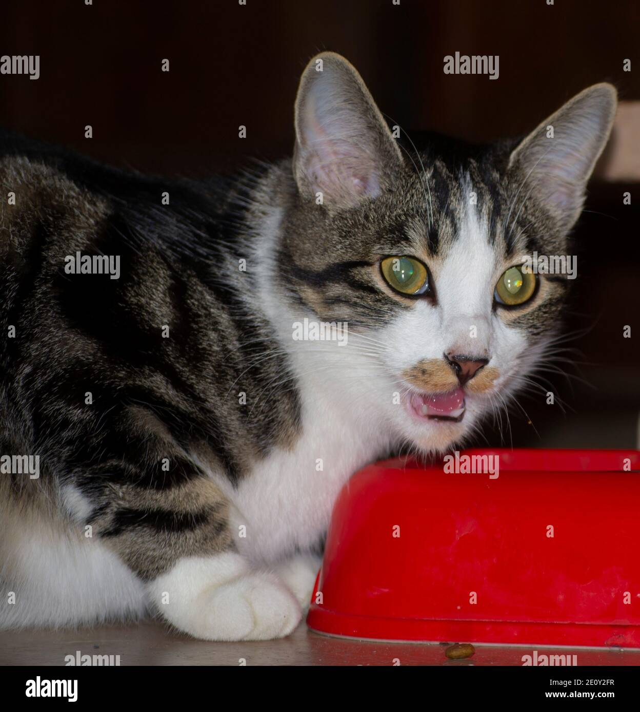 Bouche de chaton ouverte Banque de photographies et d’images à haute résolution Alamy